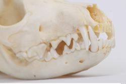 Photo Reference of Skull